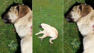 Siverek'te başıboş köpeğin tüfekle öldürüldüğü iddia edildi