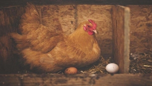 Kümes hayvancılığı üretimi istatistiği açıklandı