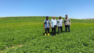 Viranşehir'de çiftçiler alternatif ürünlere yöneldi