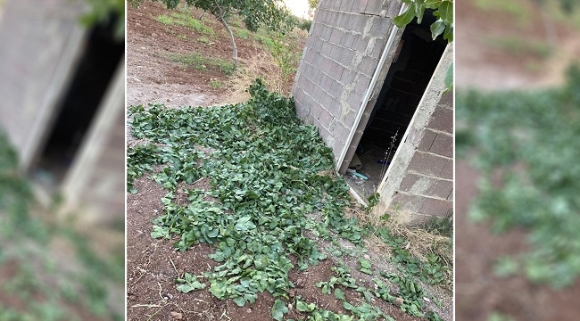 Bu fıstık ağaçlarına zarar veren insan olamaz