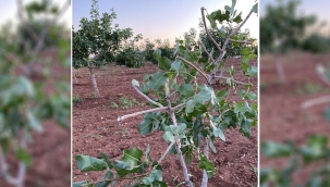 Bu fıstık ağaçlarına zarar veren insan olamaz