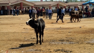 Samanın stoklandığı iddiası kurban satışlarını düşürdü