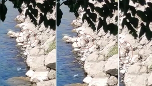 Siverek'te nesli tükenen tatlı su samuru görüldü