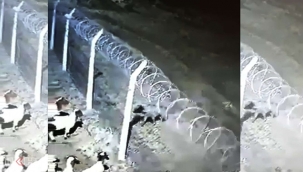 Urfa'da nesli tükenmekte olan sırtlan kameralara yansıdı