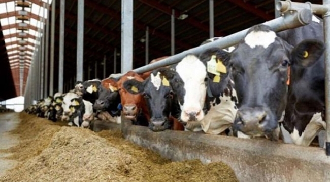 Yem piyasalarındaki olağanüstü artışa müdahale geldi