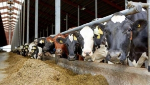 Yem piyasalarındaki olağanüstü artışa müdahale geldi