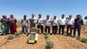 Şanlıurfa'da ilk kez lavanta hasadı yapıldı