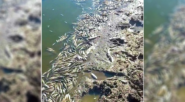 Siverek'te göletteki balıklar telef oldu