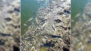 Siverek'te göletteki balıklar telef oldu