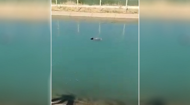 Şanlıurfa'da sulama kanalında kadın cesedi bulundu