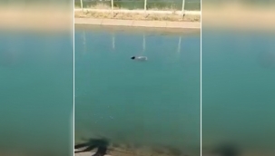 Şanlıurfa'da sulama kanalında bir erkek cesedi bulundu