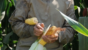 Çiftçi mısır fiyatlarının açıklanmasını bekliyor