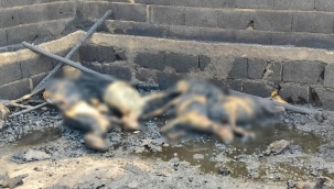 Hilvan'da çıkan yangında 25 küçükbaş hayvan telef oldu