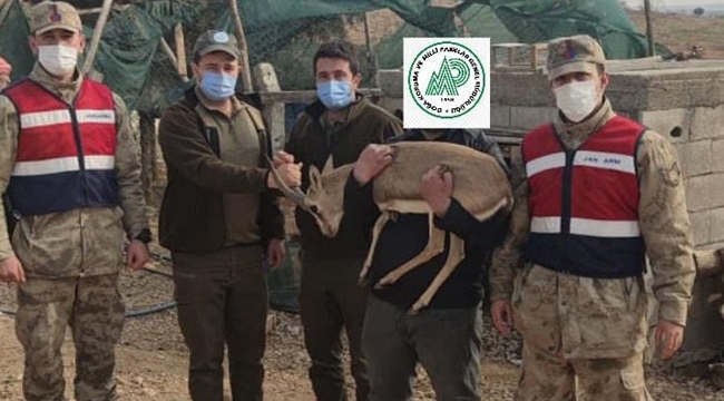 Şanlıurfa'da ceylan besleyen kişi hakkında idari işlem yapıldı