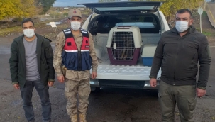 Siverek'te bulunan kurt yavrusu koruma altına alındı