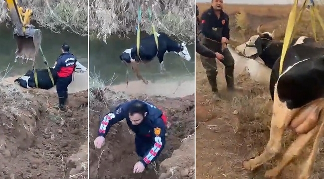 Sulama kanalına düşen inek için seferber oldular