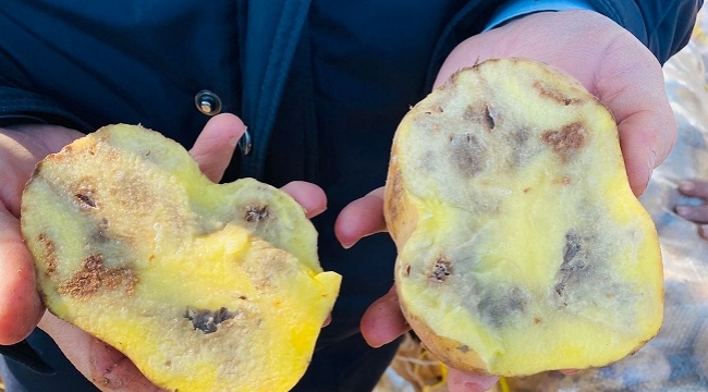 Şanlıurfa'da bozulmuş 20 ton patatese el konuldu