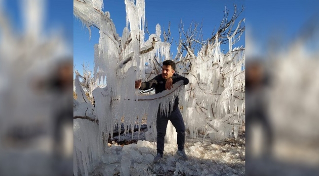 Şanlıurfa'da fıstık ağaçları buz tuttu