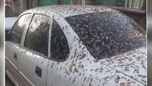 Siverek göçmen kuşların istilasına uğradı