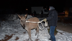 Siverek'te başıboş hayvanlar sıcak yuvaya kavuşturuldu