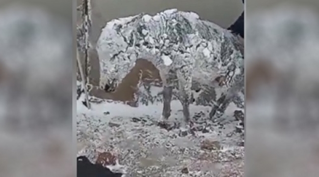 Siverek'te soğuktan dolayı buz tutan eşek kurtarıldı