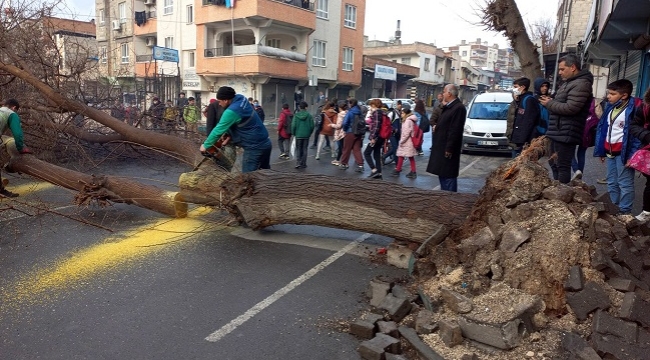 Şanlıurfa'da koca ağaç yolun ortasına devrildi