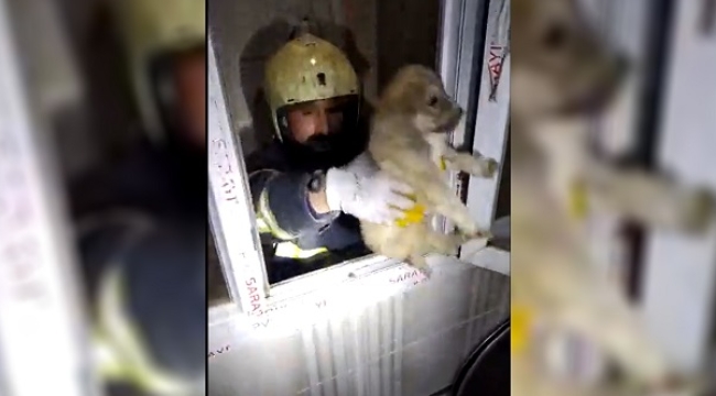Şanlıurfa'da apartman boşluğuna düşen köpek kurtarıldı