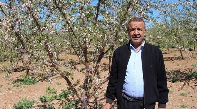 Şanlıurfalı çiftçinin yüzü badem geliriyle güldü