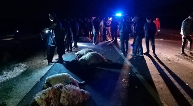 Siverek'te otomobil koyun sürüsüne daldı: 1 yaralı, 12 koyun telef oldu