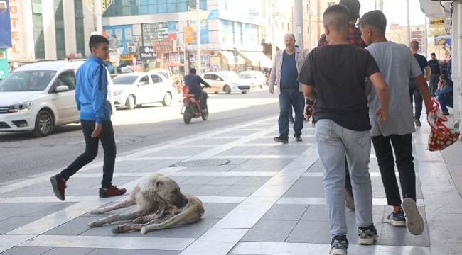 Urfalılar sokak köpeklerinin barınaklara alınmasını istiyor