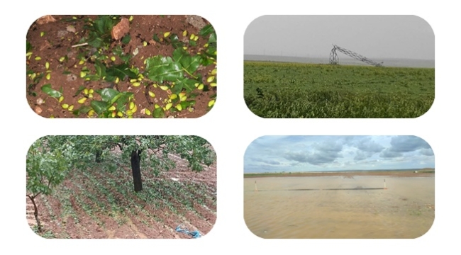 Ziraat Odası Başkanı Eyyüpoğlu'ndan Şanlıurfa afet bölgesi ilan edilsin çağrısı