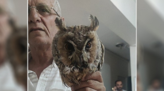 Siverek'te yaralı halde bulunan kulaklı orman baykuşu koruma altına alındı