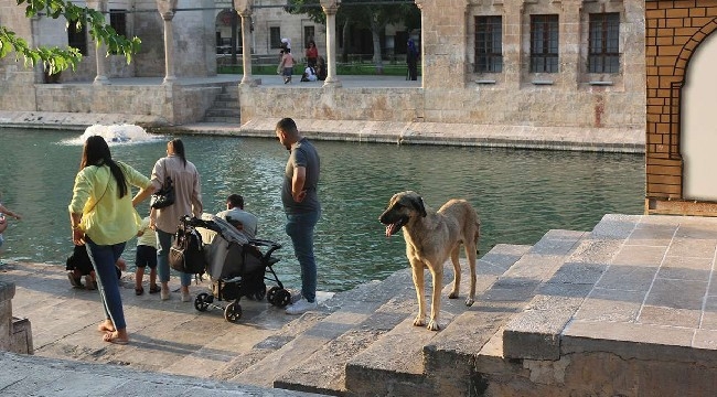 Balıklıgöl'e gelen ziyaretçiler köpeklerden rahatsız 