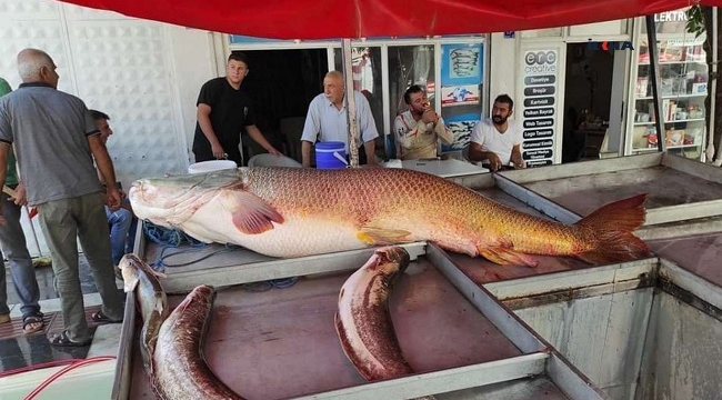 Fırat Nehri'nde 87 kiloluk dev balık yakalandı