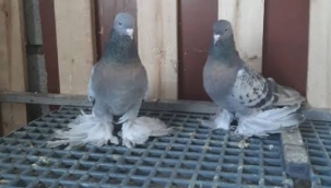 Siverek'te güvercin sevdalıları dernek kurdu