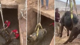 Gider çukuruna düşen inek itfaiye ekiplerince kurtarıldı