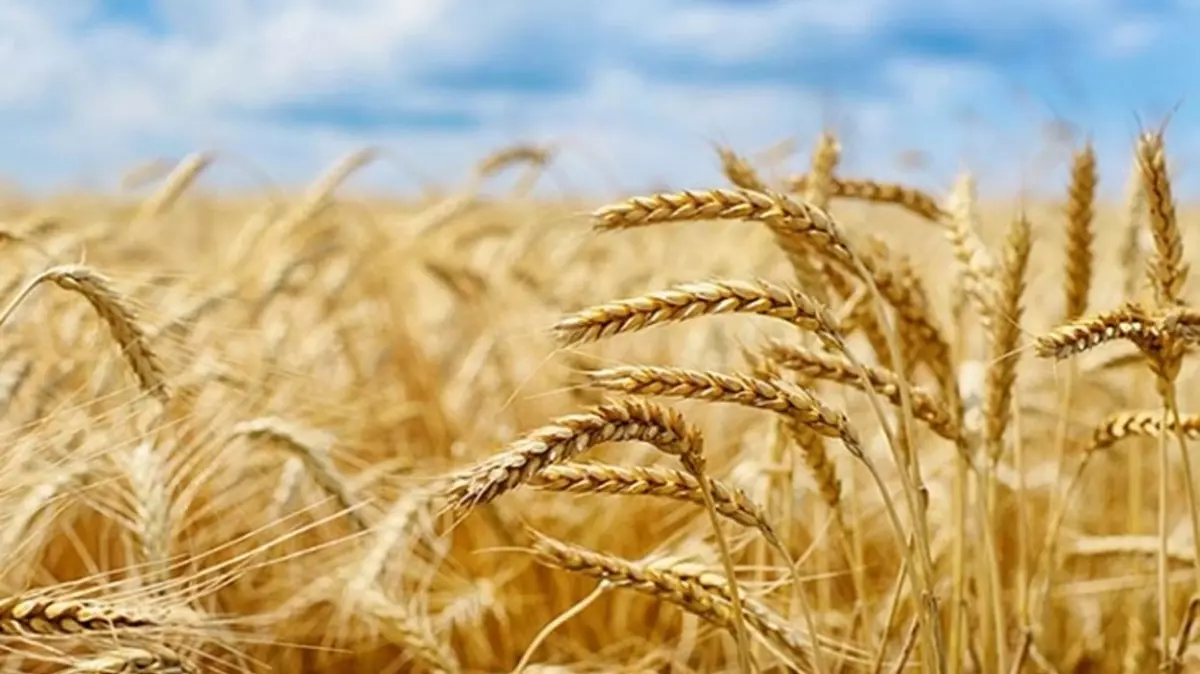 Güncel hububat fiyatları belli oldu!