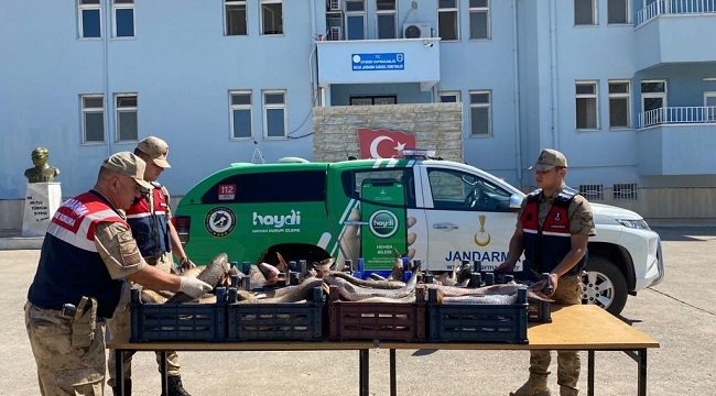 Siverek'te minibüs içerisinde 600 kg kaçak avlanmış balık ele geçirildi
