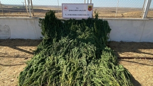 Siverek'te bamya ekilen tarlada kenevir ele geçirildi