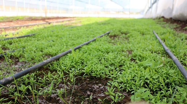 Siverek Belediyesi serada sebze çeşitliliğini artırıyor