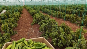 Eyyübiye Sera Kent'te Kış Sezonu Verimli Geçiyor