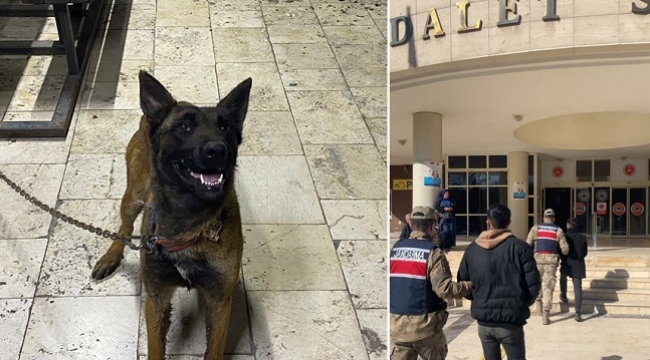 Şanlıurfa'da kurt köpeği hırsızlığı ile ilgili 2 kişi tutuklandı