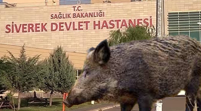 Siverek'te domuzun saldırdığı çiftçi ağır yaralandı