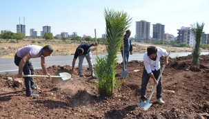 Siverek'te Refüjler Medine Hurması ile Şenleniyor
