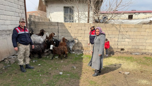 Siverek'te Jandarmadan büyük operasyon: 51 küçükbaş hayvan kurtarıldı!