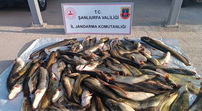 Jandarmadan kaçak balık avı operasyonu!