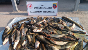 Jandarmadan kaçak balık avı operasyonu!