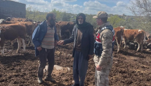 Siverek'te başarılı operasyon: Çalınan 13 büyükbaş hayvan sahibine teslim edildi