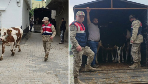 Şanlıurfa Jandarması kayıp 26 hayvanı buldu