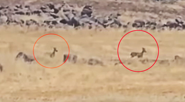 Siverek'te nesli tükenmekte olan Ceylanların görüldüğü iddia edildi
